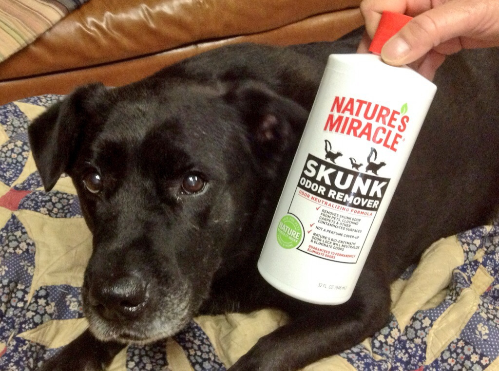 What do you do if your store dog gets sprayed by a skunk